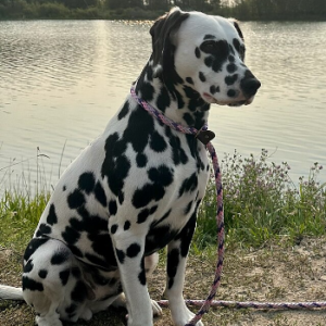 Dalmatian Đen Trắng