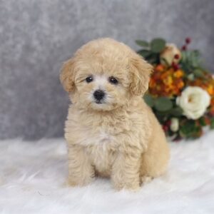 Given – Poodle Tiny Vàng Mơ Đực