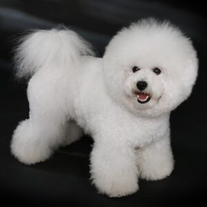Bichon Frise Trắng