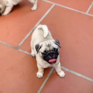 Bán Chó Pug – Pug Mặt Xệ Thuần Chủng, Dễ Nuôi, Siêu Đáng Yêu | 0327.663.699