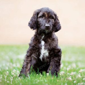 Afghan Hound Đen Vện Cái
