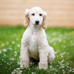 Afghan Hound Kem Đực