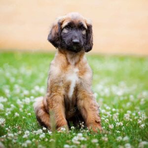 Afghan Hound Nâu Đen Đực