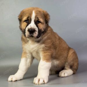 Alabai Đen Vàng Đực