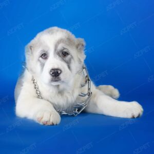 Alabai Xám Trắng Cái