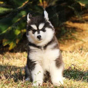 Alaska Standard Đen Trắng Cái