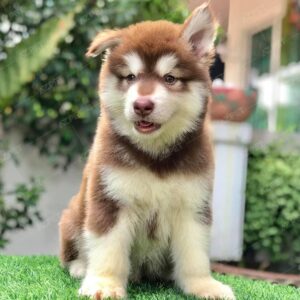 Alaska Standard Nâu Đỏ Cái