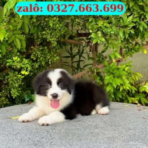 Bán Chó Border Collie Hồ Chí Minh – Thuần Chủng, Thông Minh, Bảo Hành Sức Khỏe | 0961.282.505