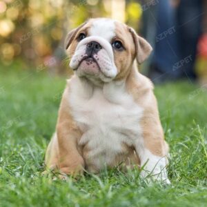 Bull Anh Trắng Vàng Đực