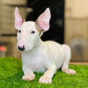 Bull Terrier Trắng Đực