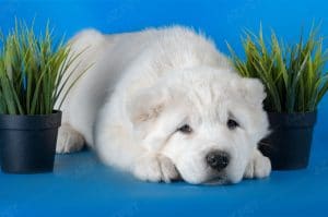 Alabai Vàng Trắng