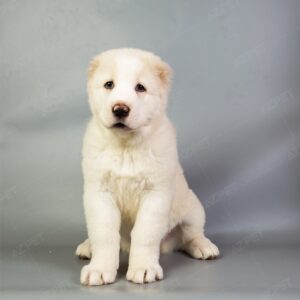 Alabai Vàng Trắng