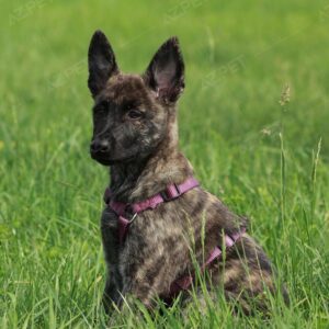 Đàn Becgie Hà Lan