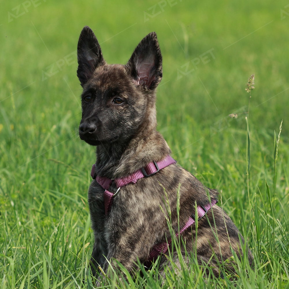 Đàn Becgie Hà Lan