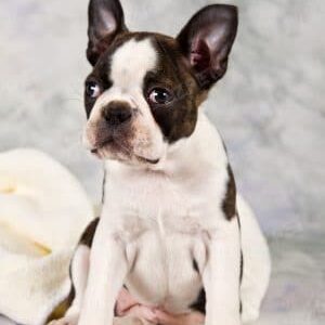 Boston Terrier Trắng Vện