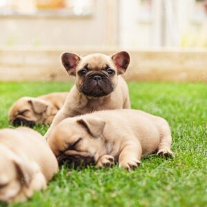 Bull Pháp Vàng Bò