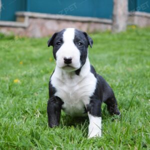 Bull Terrier Đen Trắng