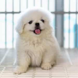 Bắc Kinh Trắng Đực