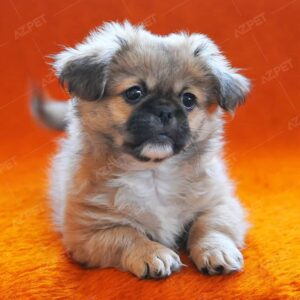 Bắc Kinh Đen Vàng Cái