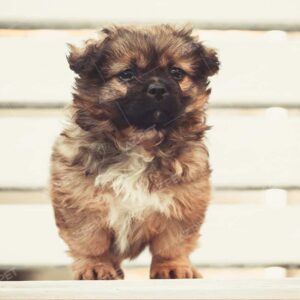 Bắc Kinh Nâu Đen Đực