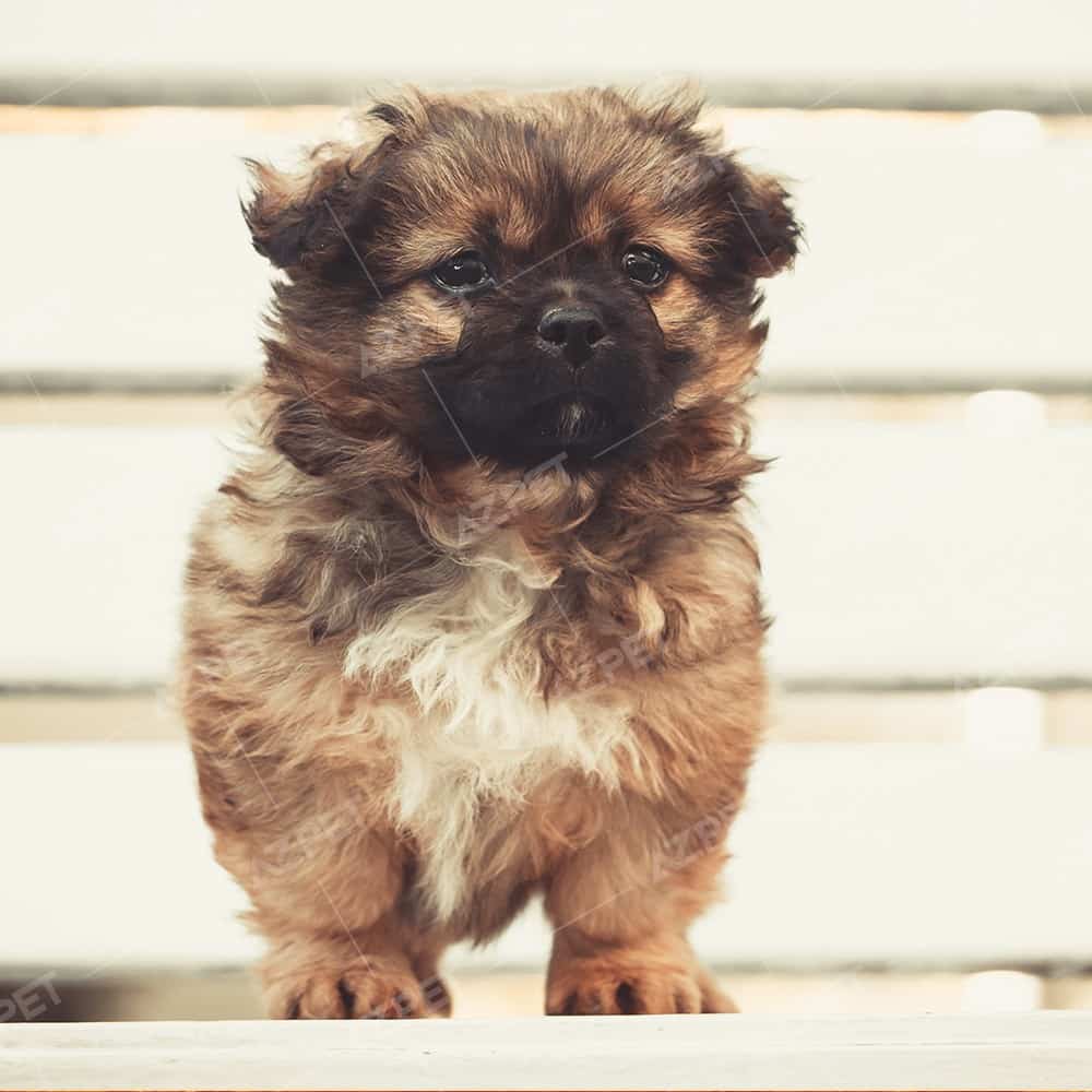 Bắc Kinh Nâu Đen Đực