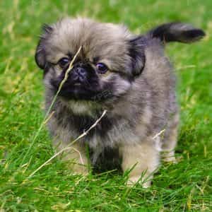 Bắc Kinh Vàng Ghi Cái