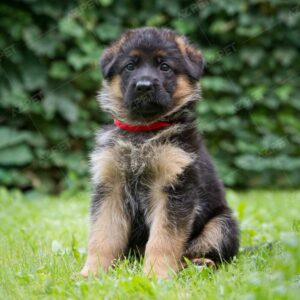 Becgie Đức Vàng Cát