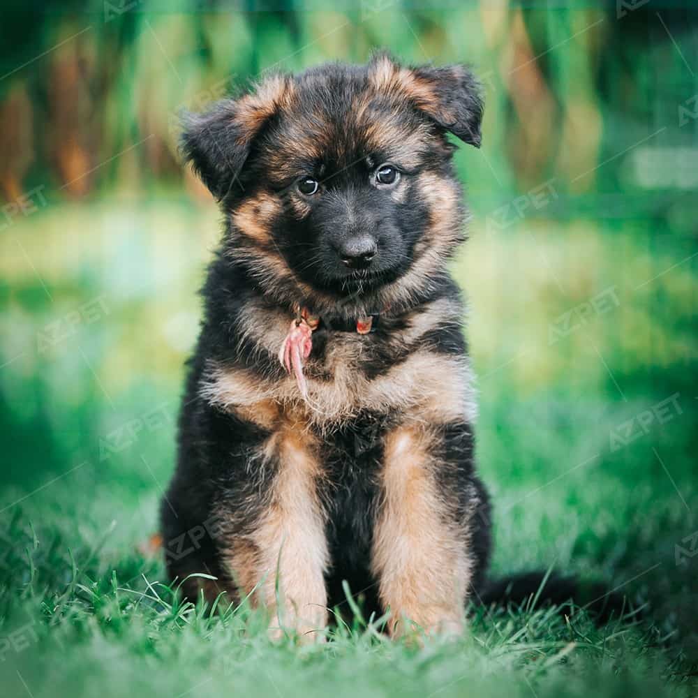 Becgie Đức Đỏ Cháy