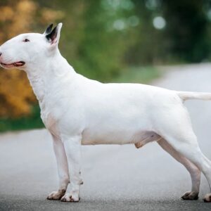 Bull Terrier Trắng