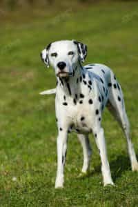 Dalmatian Đen Trắng