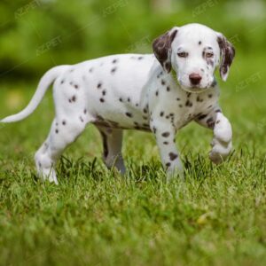 Dalmatian Nâu Trắng