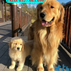 Chó Labrador Đà Nẵng – Bán Lab Thuần Chủng, Giá Tốt | 0327.663.699