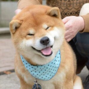 Bán chó Shiba Inu thuần chủng – Mặt đẹp, khỏe mạnh, giao toàn quốc