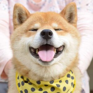 Mua Chó Shiba Sài Gòn – Shiba Inu Thuần Chủng | 0961.282.505