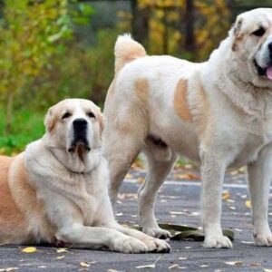 Alabai Vàng Trắng Cái