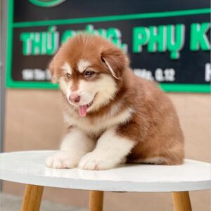 Alaska Oversize Nâu Đỏ Cái