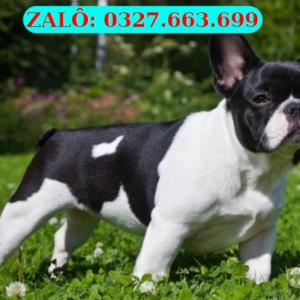 Mua Chó Bull Pháp Đà Nẵng – Bán French Bulldog Thuần Chủng 130 đường 2/9, Hải Châu, Đà Nẵng | 0961.282.505