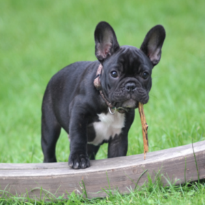 Bull Pháp Đen Đực