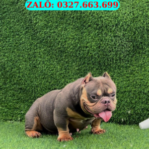 Chó Pit Bull Đà Nẵng – Mua Bán Bull 130 đường 2/9, Hải Châu, Đà Nẵng | 0327.663.699