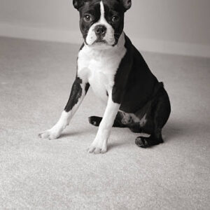 Boston Terrier Đen Trắng