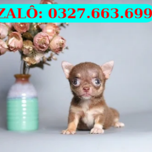 Bán Chó Chihuahua – Thuần Chủng, Siêu Nhỏ, Xinh Xắn | 0327.663.699