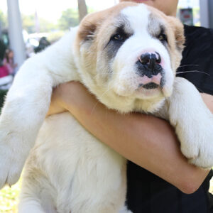 Alabai Trắng Đực