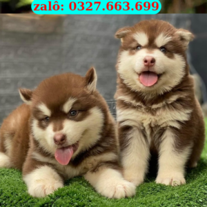 Chó Alaska Đà Nẵng – Mua Bán Alaska 130 đường 2/9, Hải Châu, Đà Nẵng | 0327.663.699