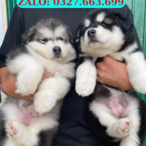 Bán Chó Alaska – Alaska Thuần Chủng, Mặt Gấu, Lông Dày Chuẩn Đẹp | 0327.663.699