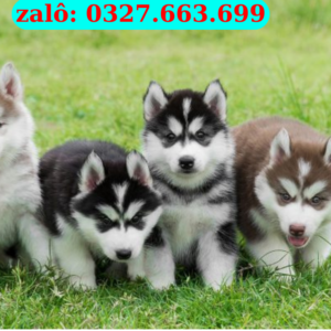 Bán Chó Husky Điện Bàn – Husky Thuần Chủng, Khỏe Đẹp | Giao Tận Nơi Điện Bàn | 0961.282.505