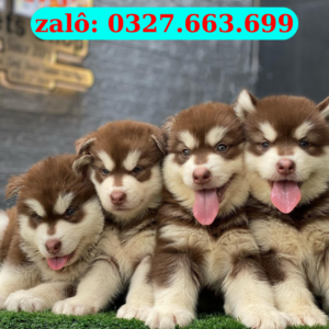 Alaska Con Đà Nẵng – Alaska Con Thuần Chủng, Khỏe Mạnh | 0961.282.505
