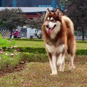 Rambo – Alaska Nâu Đỏ Đực