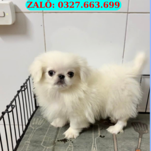 Chó Bắc Kinh Đà Nẵng – Mua Bán Pekingese 130 đường 2/9, Hải Châu, Đà Nẵng | 0327.663.699