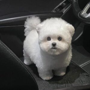 Chó Bichon Frise Đà Nẵng – Mua Bán Bichon 130 đường 2/9, Hải Châu, Đà Nẵng | 0961.282.505