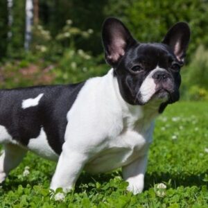 Bull Pháp Bò Sữa